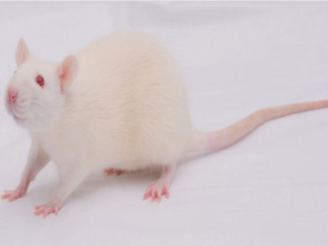 封閉群大小鼠—大鼠Sprague da wley Rats(SD)