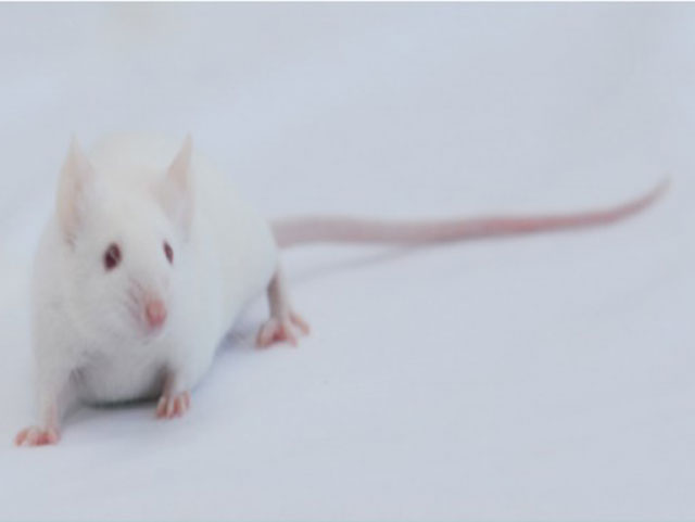 封閉群大小鼠—ICR Mice
