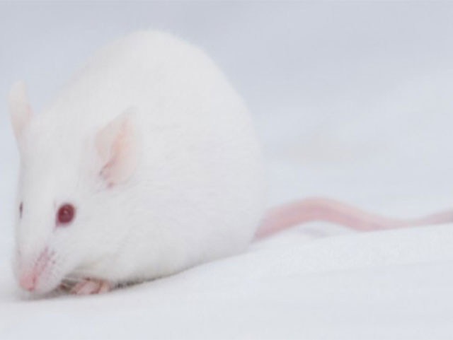 封閉群大小鼠—KM Mice