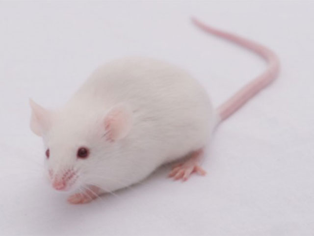基因工程鼠/疾病動物模型鼠—MRL/Mpj Mice
