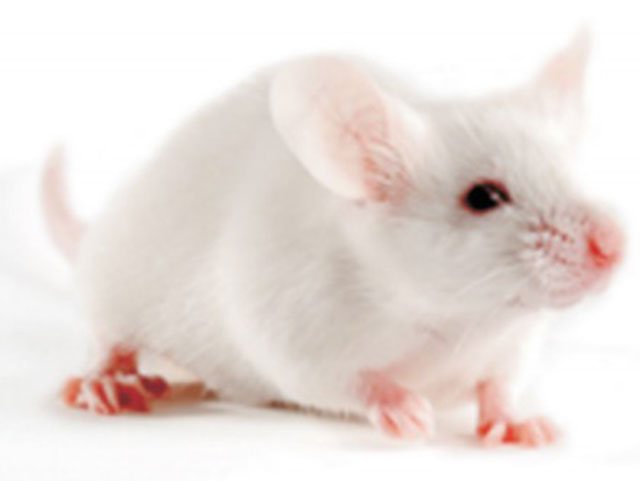 疾病動物模型鼠—NOD/LtJ Mice