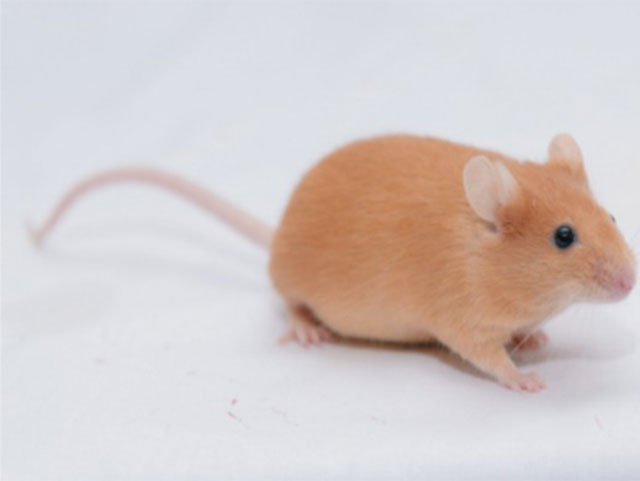 疾病動物模型鼠—KK/Upj-Ay/J Mice