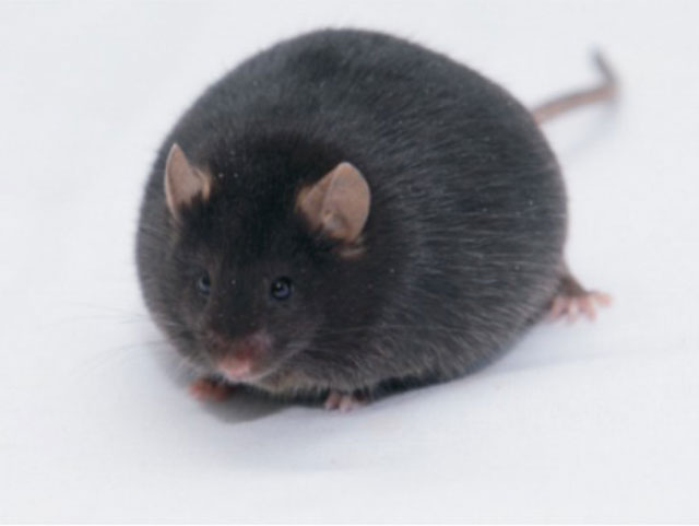 疾病動物模型鼠—ob/ob Mice