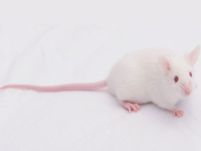 疾病動物模型鼠—SAMP8 Mice